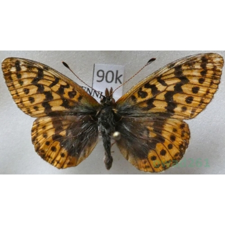 Boloria frigga (Becklin, 1791) Finland90k